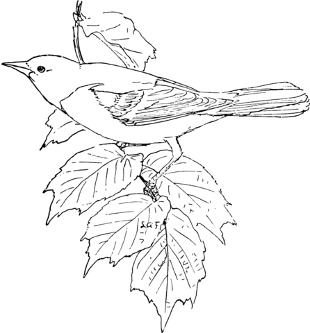 Baltimore Oriole Coloring Page